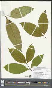 Image result for Funtumia africana