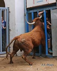 Get Them Bull Pin Him Hard Bull Majestic Animals Animal Sculptures Animal Planet