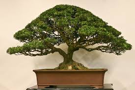 Watering a japanese holly bonsai is a daily activity. Bonsai Bonsai Plants Bonsai Bonsai Styles