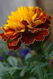 Pin On La Flower And Garden Ideas Journal