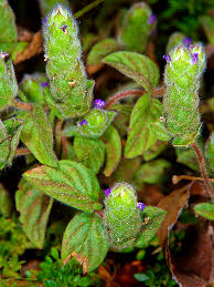 Image result for Nelsonia