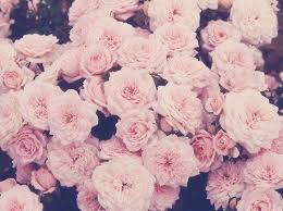 Pin On Flower Garden