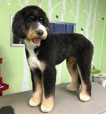 Bernadoodle Puppy Grooming Dog Grooming Business Dog Grooming
