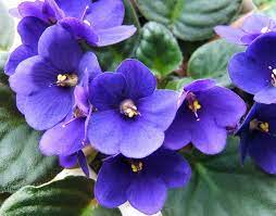 Esistono moltissimi fiori blu facilmente coltivabili in ogni stagione, così da avere un angolo di paradiso sempre nel nostro giardino oppure sul nostro terrazzo. Violetta Fiore Piante Annuali La Violetta Fiore Di Delicata Bellezza Dalle Origini Mitologiche