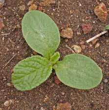 Image result for Borago