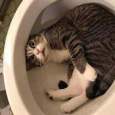When the timing is right a seemingly normal pic can become a funny animal pic. Funny Animals Part 62 Animals