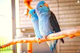 A desktop wallpaper is highly customizable, and you can give yours a personal touch by adding your images (including your photos from a camera) or download beautiful pictures from the internet. Free Awesome Love Birds Images Hd Download And Share Beautiful Pictures Birds Images Love Birds Birds