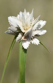 Image result for Cyperus obtusiflorus