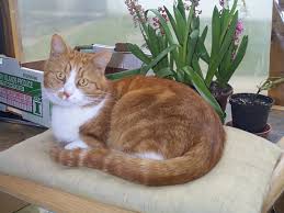 We did not find results for: Weltkatzentag Wiktionary