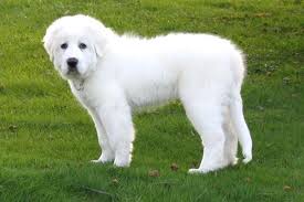 (eastview) qr code link to this post. Great White Pyrenees Dog Cheap Buy Online