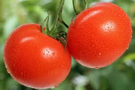 Freeze up to 1 year. What Should You Do With Tomatoes From Your Garden Howstuffworks