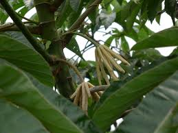 Image result for Cecropia pachystachya