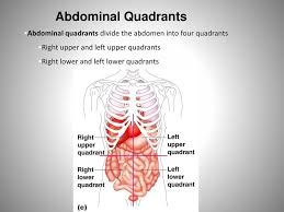 Oct 15, 2019 · the abdominopelvic cavity can be subdivided into four quadrants and nine regions. Anatomy Physiology Introduction A Basic Concepts Ppt Download