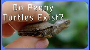 Do Penny Turtles Exist? - Youtube
