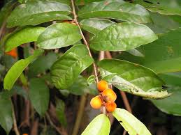 Image result for Dichapetalum