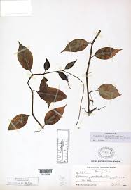 Image result for Peperomia fernandopoiana
