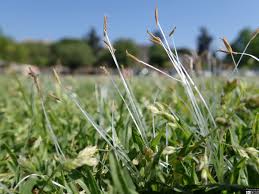 Image result for Cenchrus clandestinus