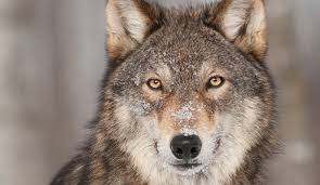 Über 7 millionen englischsprachige bücher. What S Your Spirit Animal Quiz Destination Ksa