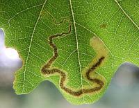 Image result for Stigmella basiguttella