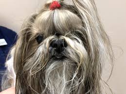 After an especially good belly rub, a dog might bump its nose into its human as a way of saying thanks. Breathing Problems Archives Dr Phil Zeltzman S Blog