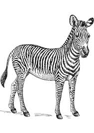 Zebra coloring pages are excellent coloring pictures with the image of one of kinds of the wild horses living in africa. 8 Zebra Coloring Pages Coloring Pages