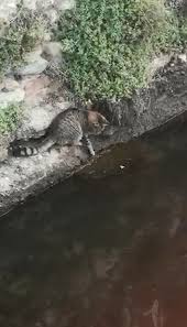 Kedinin Baligi Avlama Ani Kamerada Kedi Baligi Kedi Balik