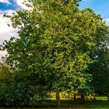 If you are looking for information on other types of sycamore, we recommend using google search. Columbia Sycamore Naturehills Com