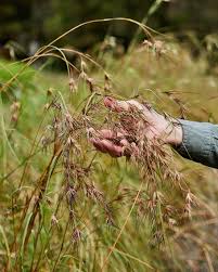 Image result for Themeda triandra
