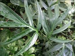 Monstera Subpinnata Bot Garten Munchen Plants Philodendron Monstera