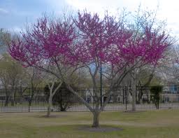 What's more, this choice native flowering tree's small size means it has a place in any garden, large or small. Flowering Trees In Texas An Overview Lee Ann Torrans Gardening