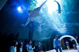Dallas Texas Aquarium Dallas Aquarium Dallas World Aquarium Dallas Texas