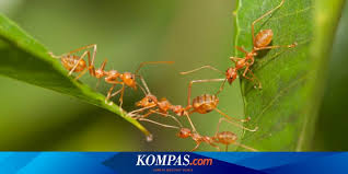 Maybe you would like to learn more about one of these? 5 Cara Alami Mengusir Semut Dari Tanaman Halaman All Kompas Com