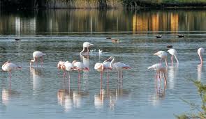 Arkeoloji Dia Balikesir Manyas Kus Cenneti Milli Parki Manyas Bird Paradise National Park Seyahat Rehberi Amazonlar Seyahat