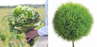 Green Trick Dianthus A Colorado Courtship Zelenyj Floristika Buket