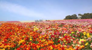 Pin On Flowers Gardening