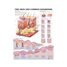 Anatomical Chart The Skin And Common Disorders