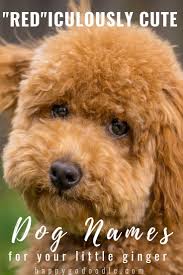 111 Red Dog Names That Are Red Iculously Adorable Dog Names Cute Names For Dogs Girl Dog Names