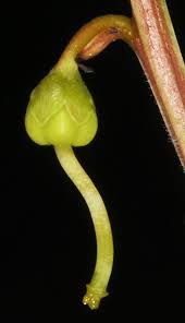 Image result for Cola chlorantha