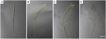 Image result for Eragrostis tef