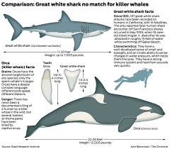 Animals greater than 3m are likely reproductively mature animals. If Great White Sharks Hunted In Packs Would They Be The True Apex Predators Of The Sea Would Orca Pods Still Be A Threat Quora