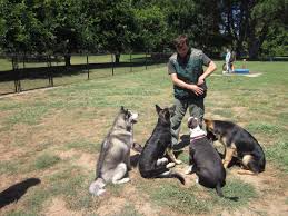 Wow Check Out This Dog Training Website Http Dogtraining 9sq28tc7 Popularreviewsonline Com Dog Training Puppy Training Dog Training Obedience