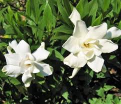 Download a free copy from the adobe web site. Frost Proof Gardenia Cape Jasmine Live Plant Trade Gallon Pot Ebay