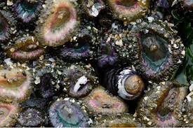 gillian harding-russell