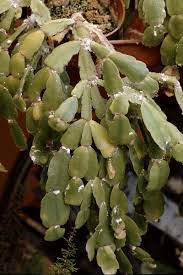 White rot on christmas cactus. Identify And Control 7 Common Christmas Cactus Pests Gardener S Path