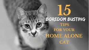 To get you started, here are some tips to help indoor cats left alone with no stimulation or environmental enrichment are more likely to become bored or lonely. How To Prevent Your Cat From Being Bored