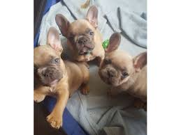 French bulldog puppies for sale in illinoisselect a breed. Blue French Bulldog Puppies Animals Chicago Illinois Announcement 88926