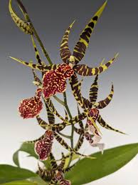 Image result for Olax aschersoniana