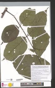 Image result for Lannea welwitschii