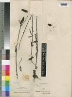 Image result for Striga macrantha