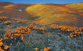 See more ideas about valley, antelope, tehachapi. Where To See California S Gorgeous Wildflower B